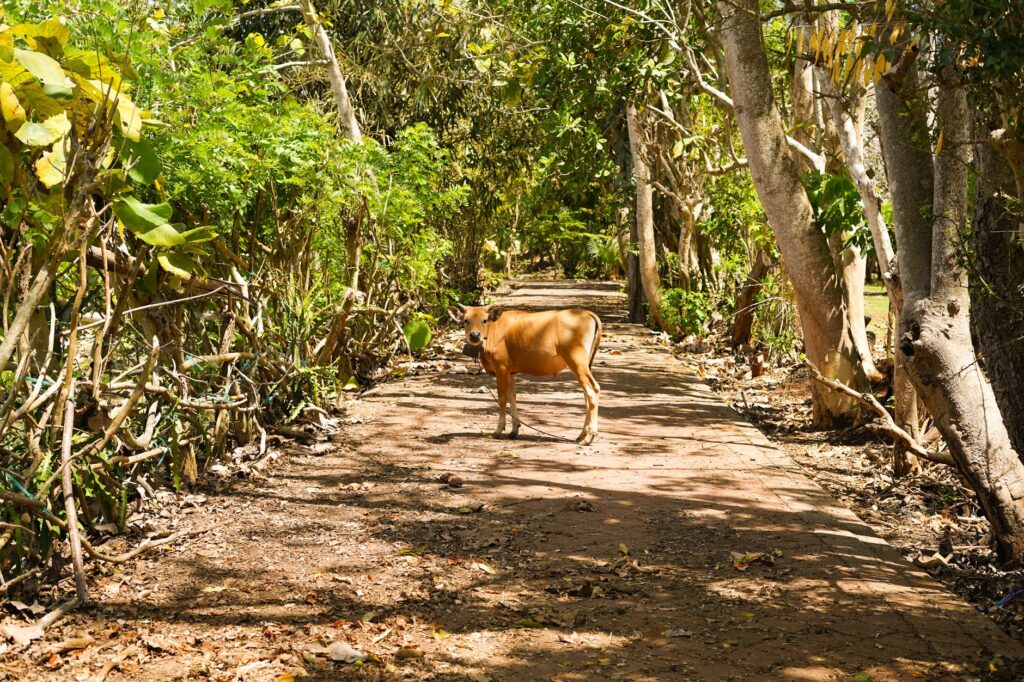 cows forgotten on island