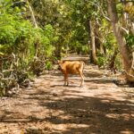 Cows Forgotten on Island: What the Real Story Reveals