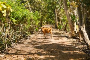 cows forgotten on island