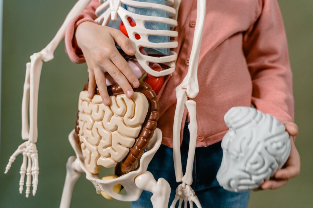 human brain discovery