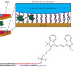 DNA particle motors: Proven design rules for high performance