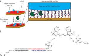 DNA particle motors