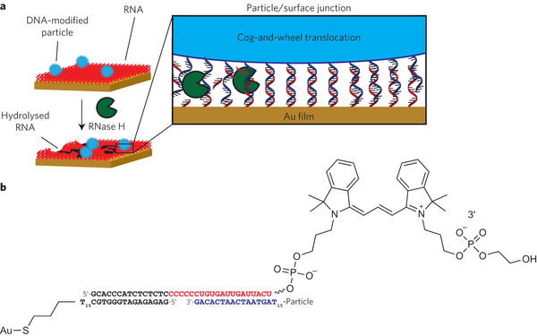 DNA particle motors