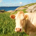 Free dairy cows: What are the proven benefits for rural women?
