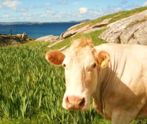 free dairy cows