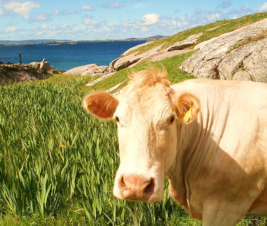 free dairy cows